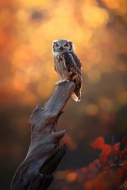 Owl in the evening light by Poster Art Shop