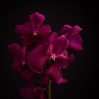 Kunstblume