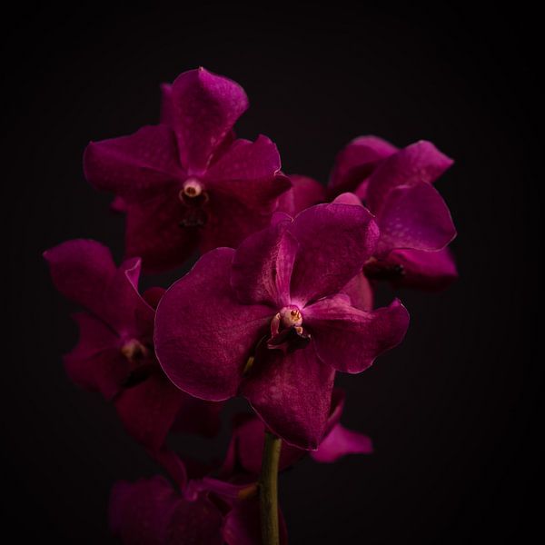 Kunstblume von Sabine Keijzer