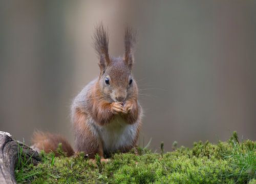 Etende Rode Eekhoorn