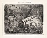 Vintage engraving "Marine Aquarium". by Studio Wunderkammer thumbnail