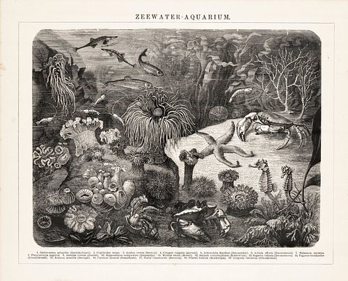 Vintage-Gravur "Meeresaquarium".