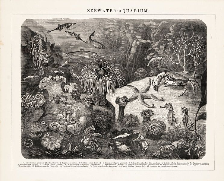 Vintage engraving "Marine Aquarium". by Studio Wunderkammer