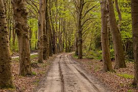 Old Forest Trails in Drente and Overijssel. by Brian Morgan