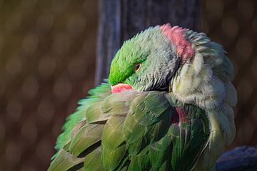 relaxing van Roger Hagelstein