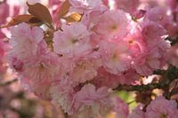 Baumblüten