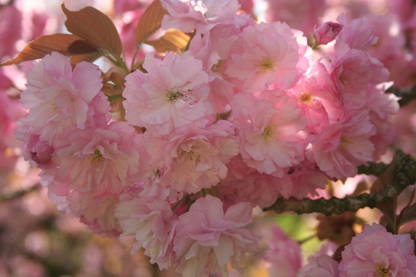 Baumblüten von Katja Bohn