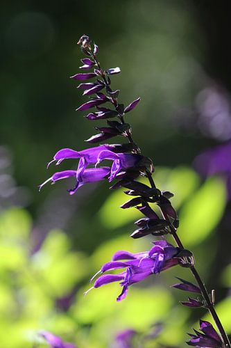 Lebendige Sommerfarben Blumen