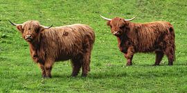 Two Highland cattle on the pasture