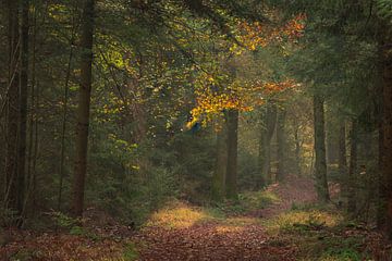 Herfstbos van René Jonkhout