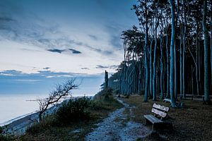 Ghost forest Nienhagen