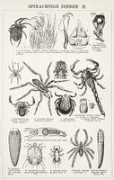 Gravure vintage Animaux arachnéens II