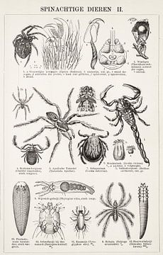 Vintage-Gravur Spinnenartige Tiere II von Studio Wunderkammer