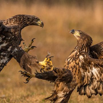Streit zwischen zwei Adlern! von Robert Kok