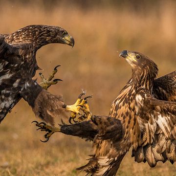 Dispute entre deux Aigles ! sur Robert Kok