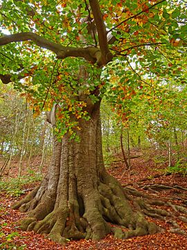 Stronghold (Thick old beech) by Caroline Lichthart