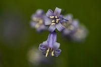 a close-up of a blue wood hyacinth