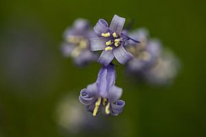 a close-up of a blue wood hyacinth von Koen Ceusters