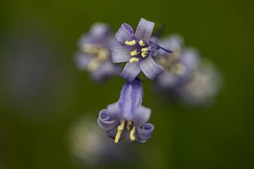 a close-up of a blue wood hyacinth van Koen Ceusters