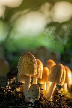 Mushrooms from the ground by Willian Goedhart