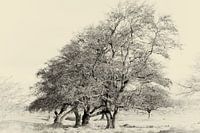Tree The Zilk