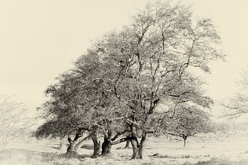 Baum der Zilk von Nicole Jagerman