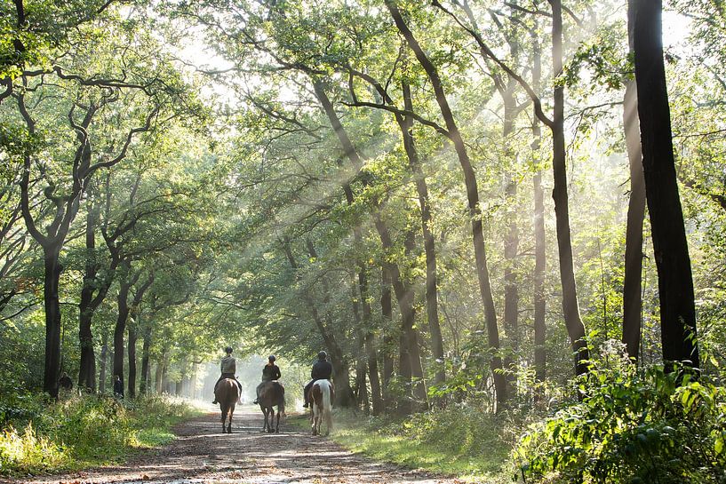 Drie musketiers! Paardrijden in het Zeisterbos! van Peter Haastrecht, van