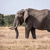 Elephant in Ol Pejeta Kenya by Andy Troy