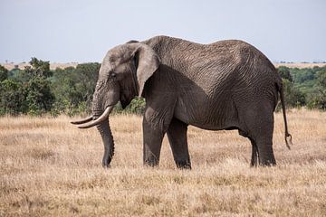 Elefant in Ol Pejeta Kenia von Andy Troy