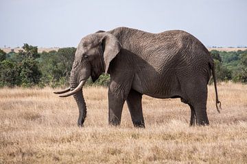 Olifant in Ol Pejeta Kenia