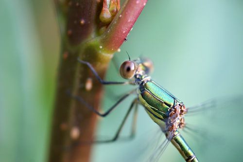 Libelle