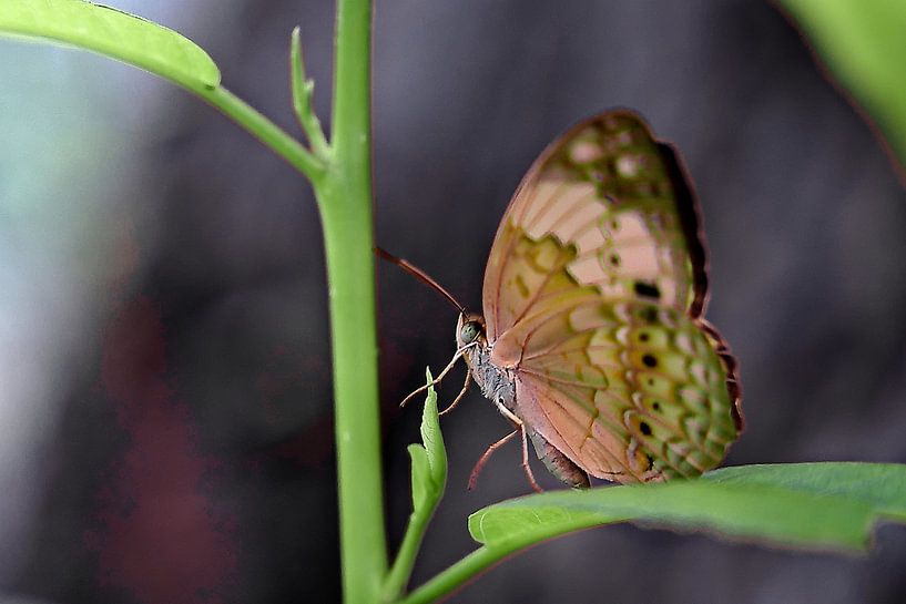 The fragile elegance of a butterfly with spotted, colourful wings by Frank Photos