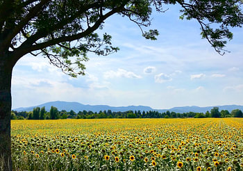 Sonnenblumenfeld