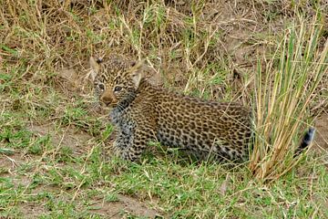 Baby Leopard von Peter Michel
