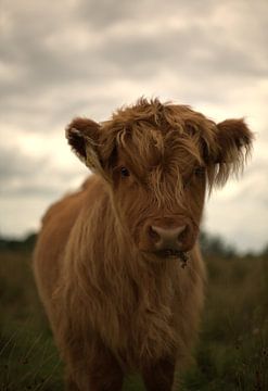 young highlander by Myron Jay Straatman