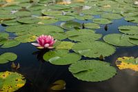 Water lilies bloom on a lake