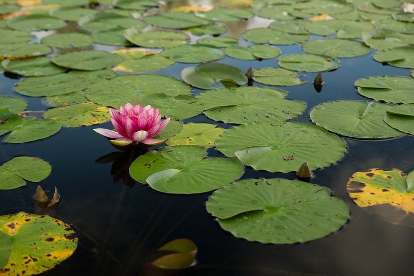 Water lilies bloom on a lake by Berit Kessler