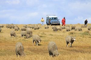 Ferme ovine