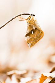 Rare tau butterfly by Danny Slijfer Natuurfotografie