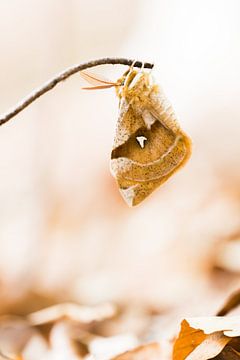 Papillon tau rare sur Danny Slijfer Natuurfotografie