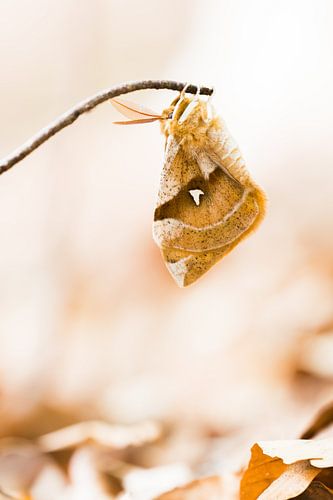 Papillon tau rare