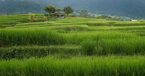 Rijstveld Bali.