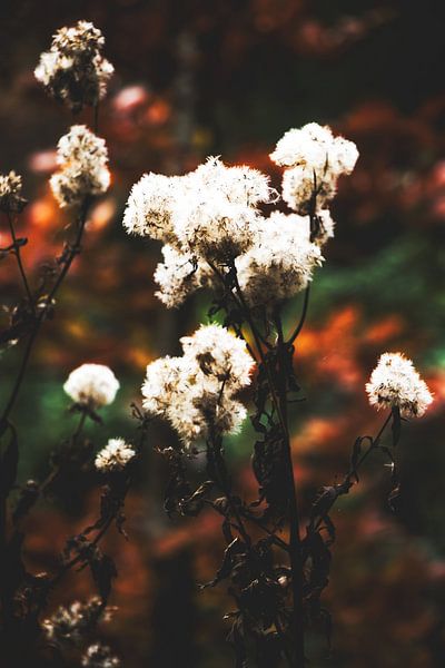 Style my Home series by Liberty Ragazza Biesma by Liberty Biesma