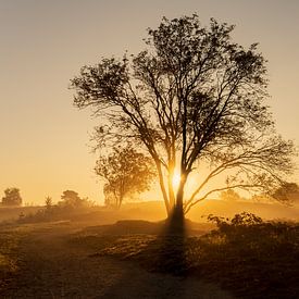 Renderklippen Heerde van Dennie Jolink
