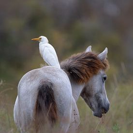 Héron garde-bœufs sur cheval de Camargue sur Dirk Rüter