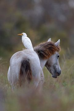 Héron garde-bœufs sur cheval de Camargue