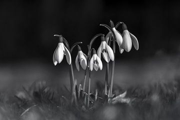 Schneeglöckchen in schwarz-weiß von Angelika Beuck