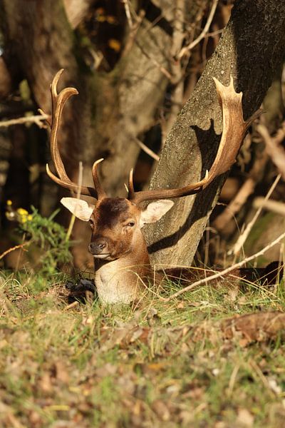 Ruhende Hirsche im Wald von Daniëlle Eibrink Jansen