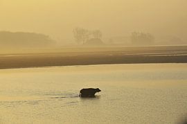 Wasserbüffel im Biesbosch von Blond Beeld