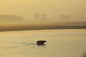 Waterbuffel in de Biesbosch van Blond Beeld